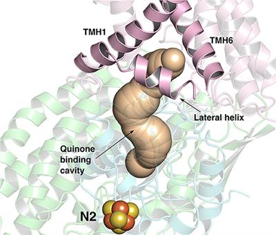 Role of Second Quinone Binding Site in Proton Pumping by Respiratory Complex I